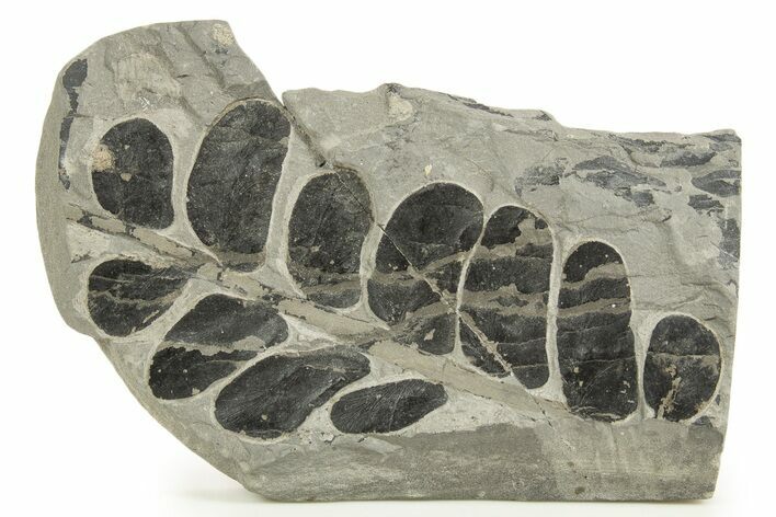 Carboniferous Fossil Fern (Neuropteris) - France #338437